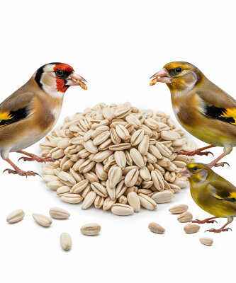 ASPİR ( ÇATLATILMIŞ ) - Fauna Bird Tohum