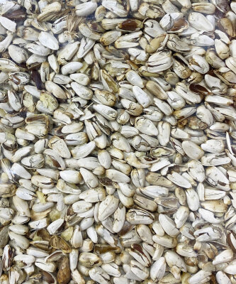 ASPİR ( ÇATLATILMIŞ ) - Fauna Bird Tohum