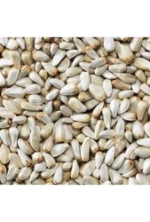 ASPİR ÇEKİRDEĞİ - 1