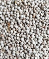 BEYAZ PERİLLA TOHUMU - FAUNABIRD