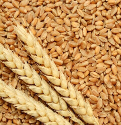 BUĞDAY - Fauna Bird Tohum