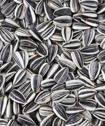 ÇİZGİLİ ÇEKİRDEK KÜÇÜK - FAUNABIRD