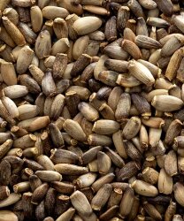 DEVE DİKENİ - FAUNABIRD