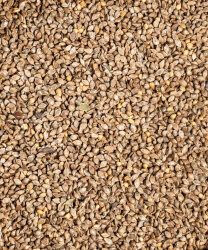 JAPON DARI - FAUNABIRD