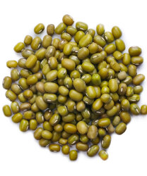 MAŞ FASULYESİ - FAUNABIRD