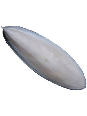 Mürekkep Balığı Kalamar Kemiği - 1