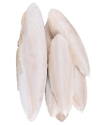 Mürekkep Balığı Kalamar Kemiği - FAUNABIRD