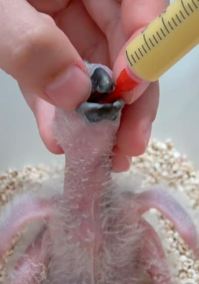 NEONATAL HAND FEEDING - 2