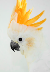 PARROT BREEDER - 3