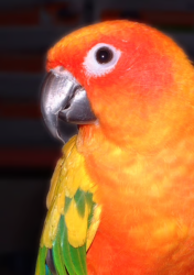 PARROT BREEDER - 4
