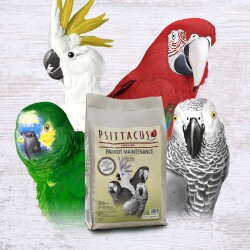 Parrot Maıntenance - 3