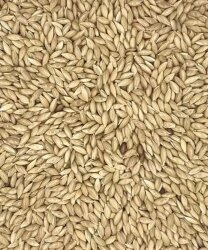 SADE KANARYA YEMİ - FAUNABIRD