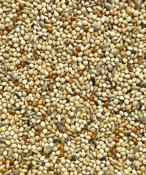 VAESEN BUDGIES 4S2 - 2