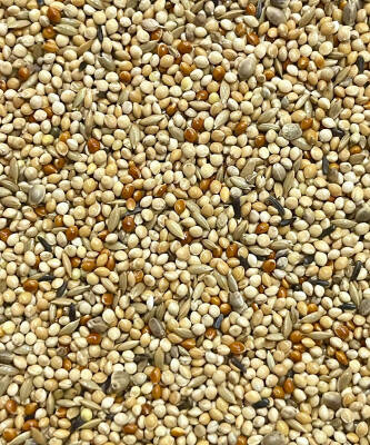 VAESEN BUDGIES 4S2 - 2